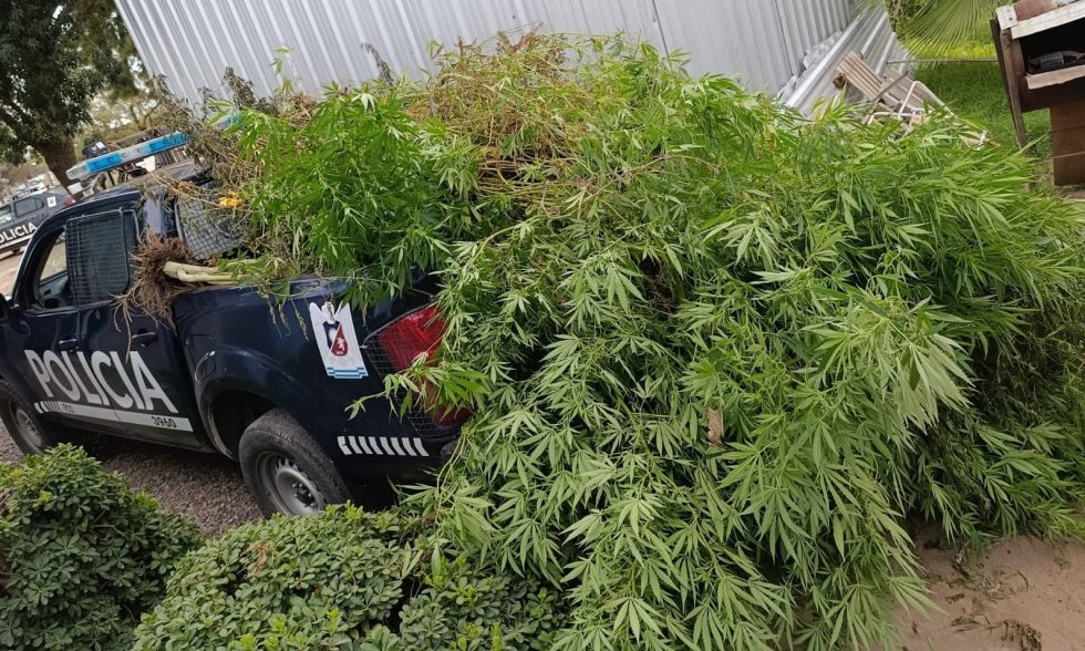 Desactivaron un vivero de marihuana en Maipú tras patrullaje preventivo