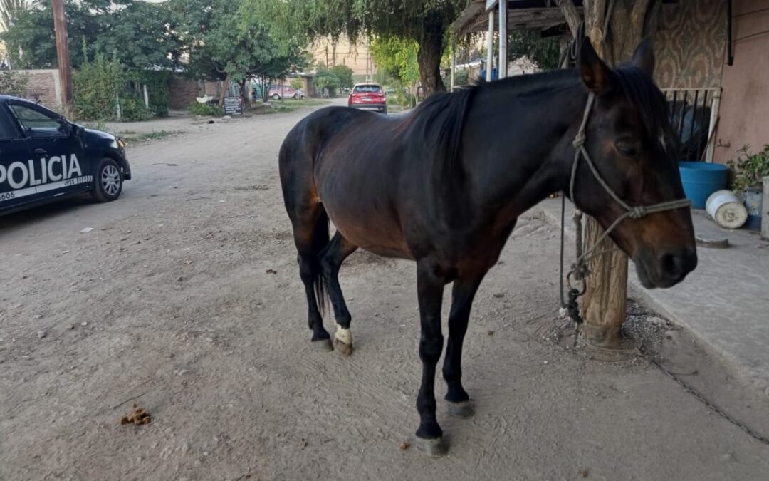 Plan contra el abigeato: recuperaron un equino robado tras un operativo en el Valle de Uco