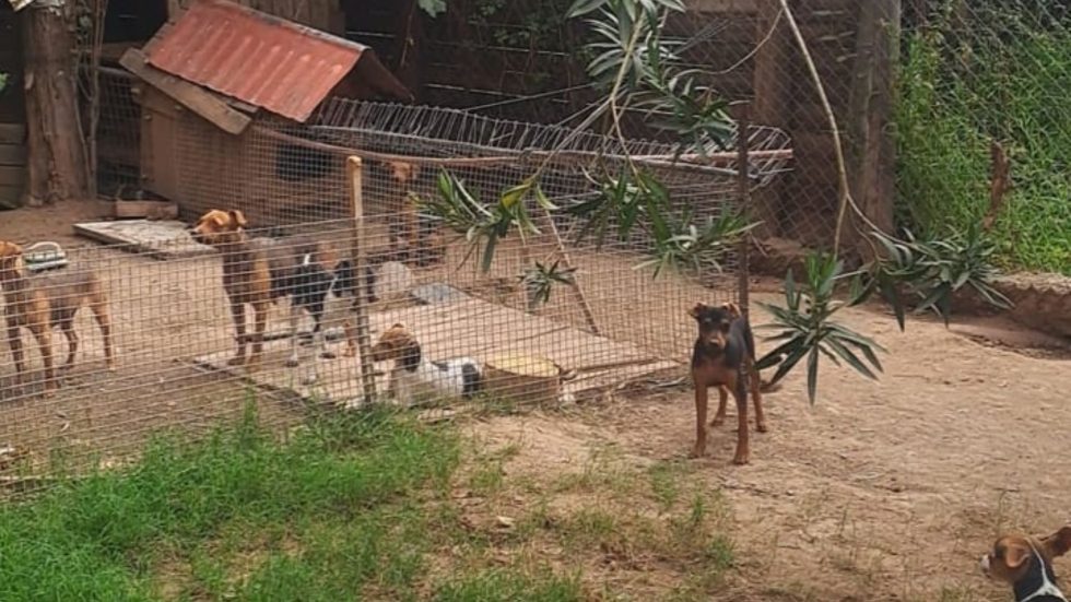 La Policía Rural desbarató un criadero ilegal y rescató 80 perros