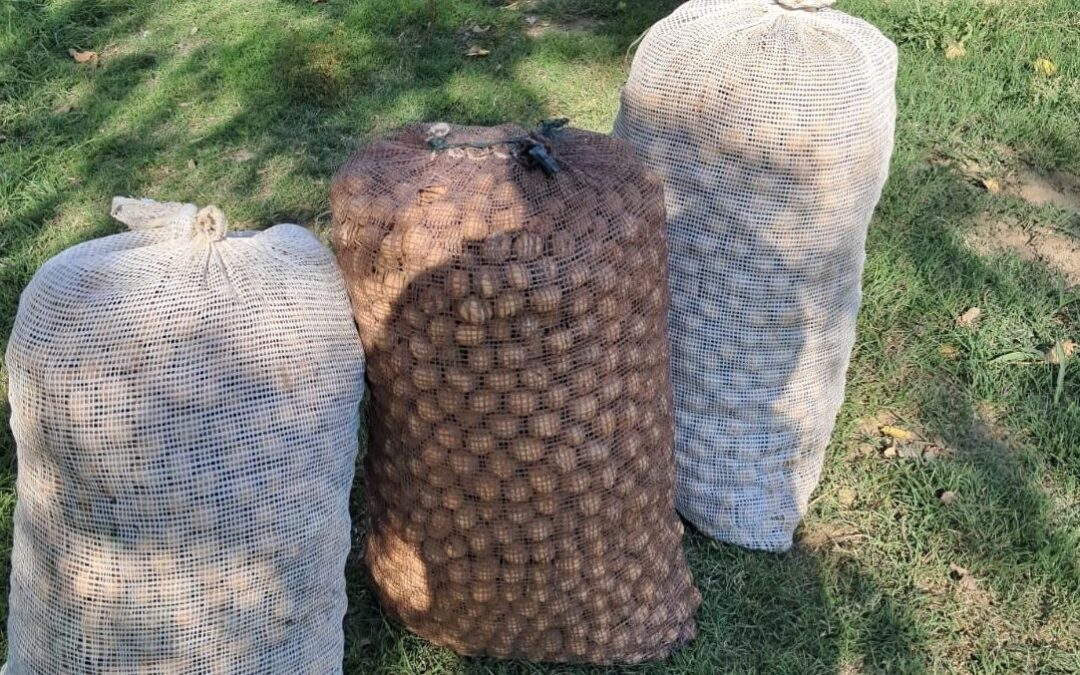 Operativos preventivos en el Valle de Uco terminan con el secuestro de 400 kilos de nueces