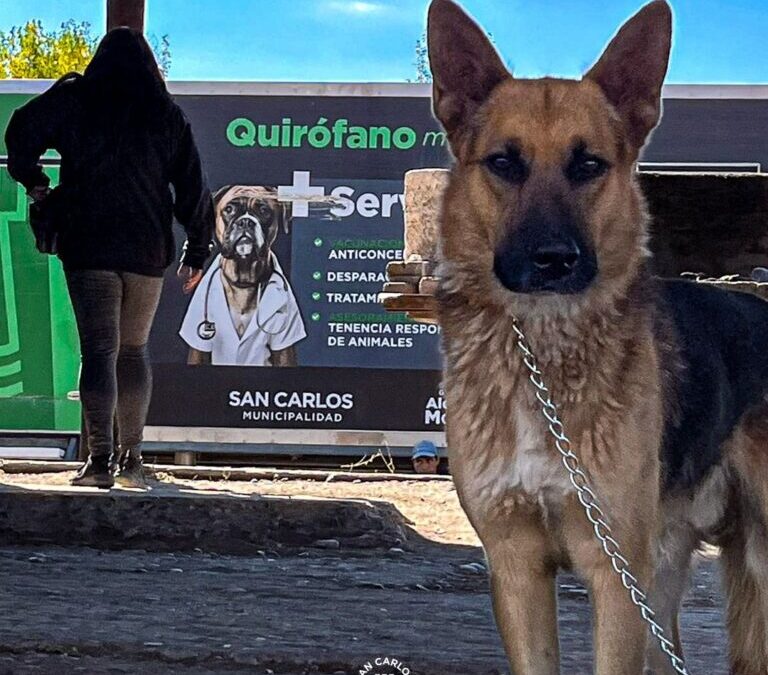 Campaña de Castración: Este jueves el quirófano móvil llega al Club Tres Esquinas