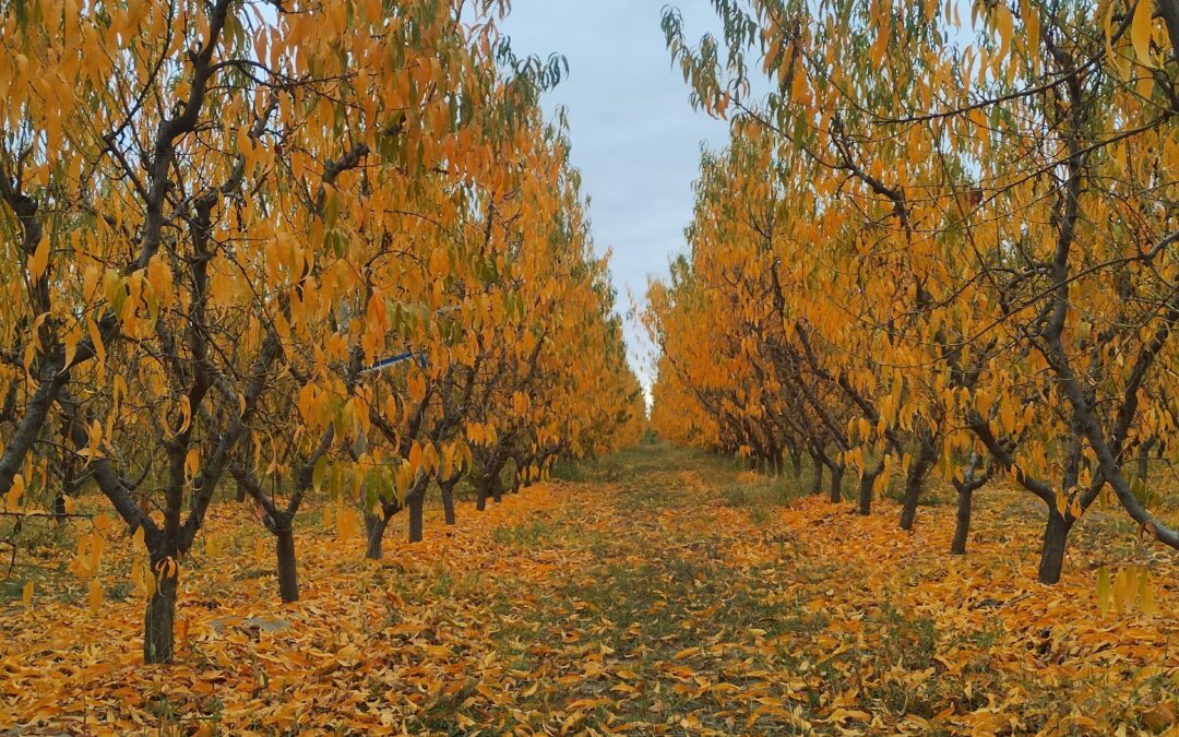Sábado con descenso de la temperatura en la provincia de Mendoza