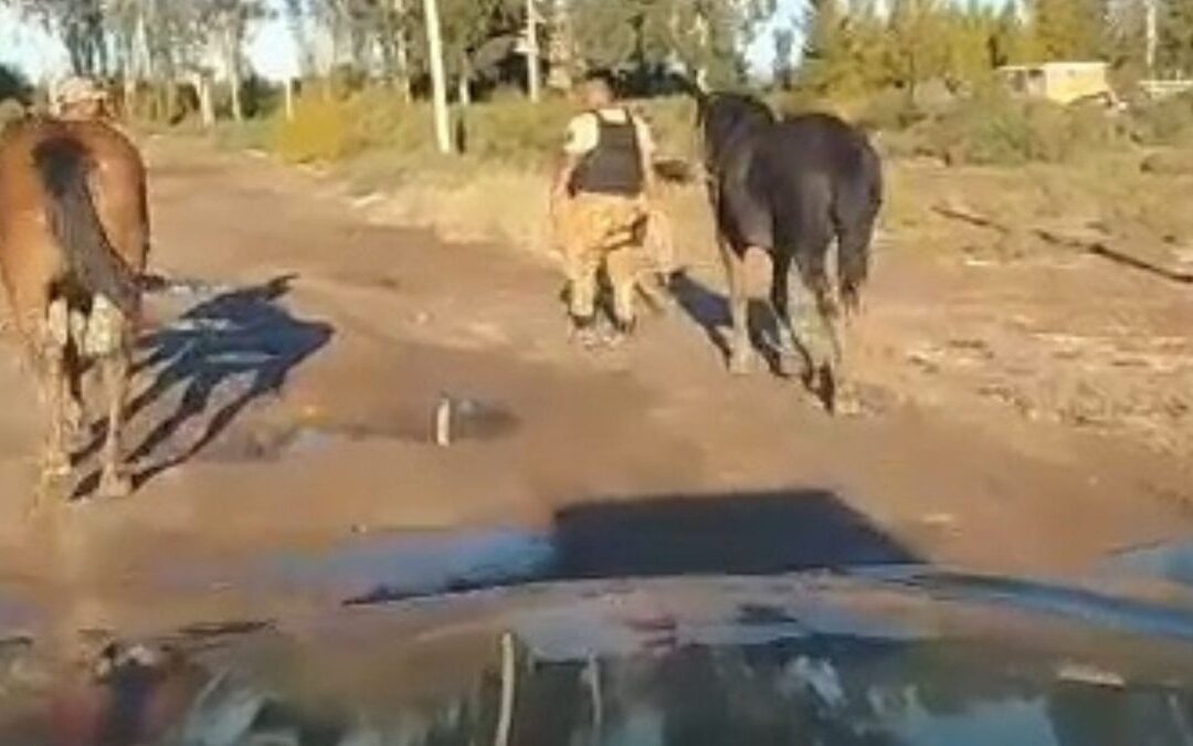 Tras un operativo policial, detienen en Guaymallén a cinco personas por maltrato animal y secuestran equinos y vacunos