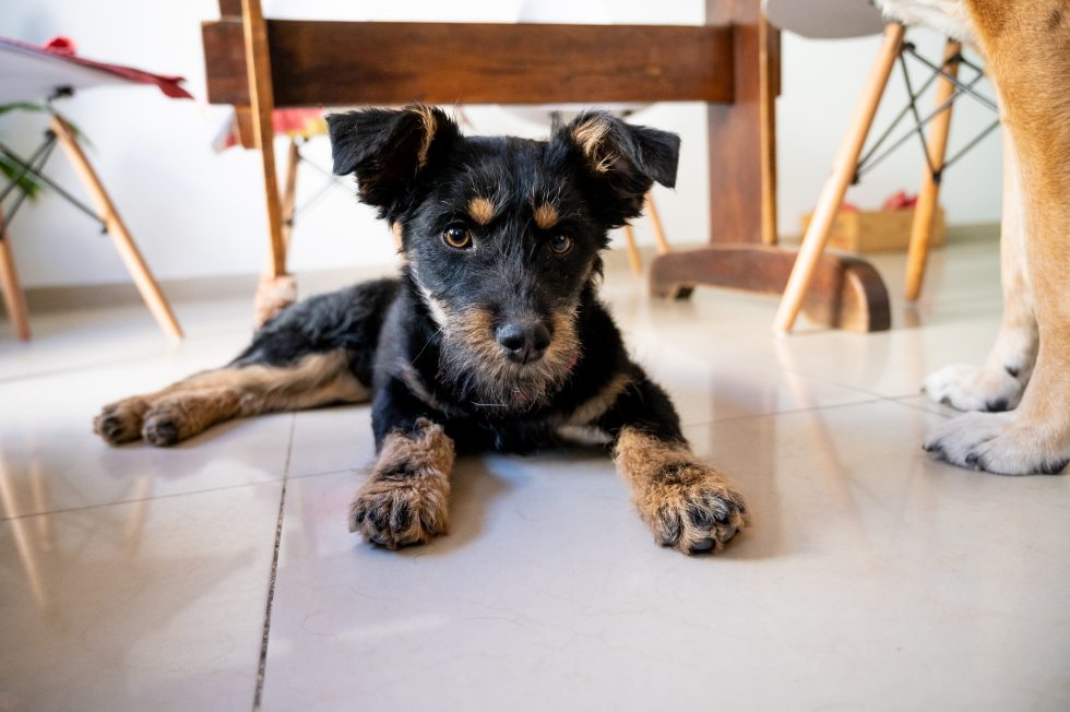 Defensa del Consumidor: Recomendaciones clave al contratar servicios para tus mascotas