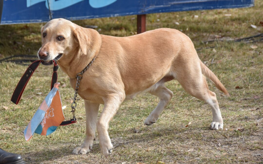 Día del animal: se viene la 4° edición del encuentro mascotero 