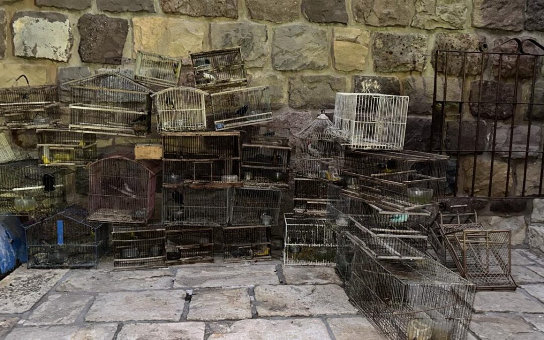 Rescatan 60 aves de tenencia ilegal y las trasladan al Ecoparque para su recuperación