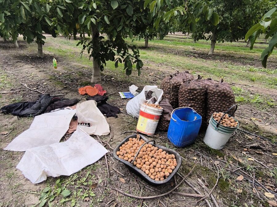 Patrullajes en el Valle de Uco: robos esclarecidos y secuestro de más de 400 kilos de nueces