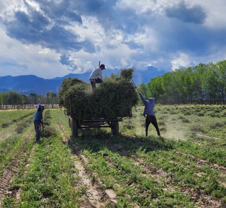 El orégano mendocino de San Carlos es el único en el mundo que certifica Indicación Geográfica