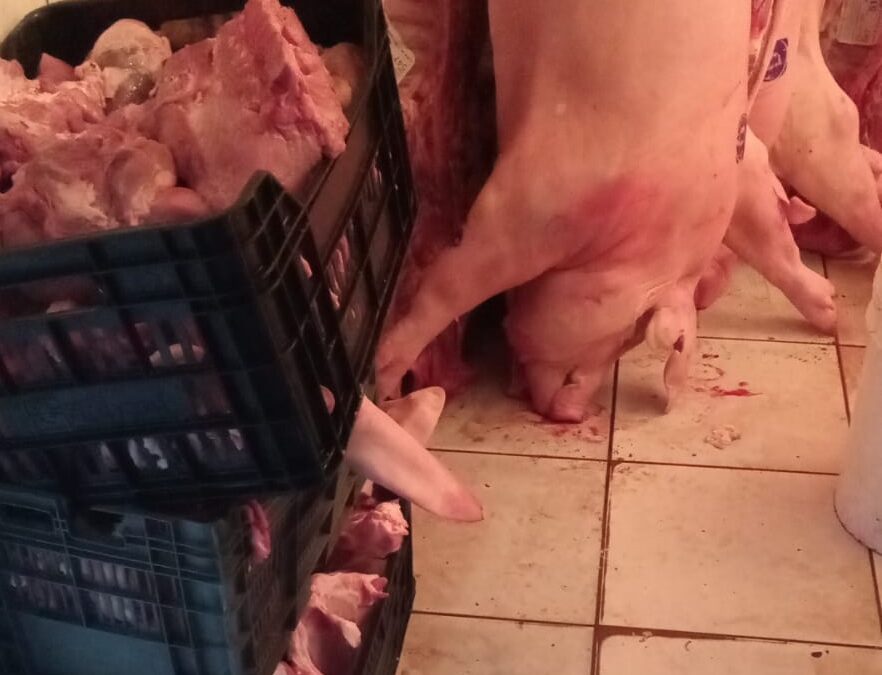 Decomisan más de 3 toneladas de carne en malas condiciones sanitarias en Tunuyán