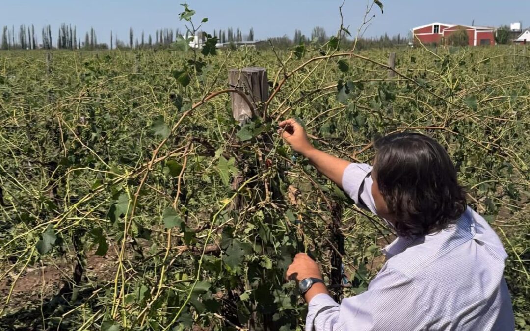 Homologan la emergencia agropecuaria en Mendoza y productores afectados podrán acceder a beneficios fiscales y financieros
