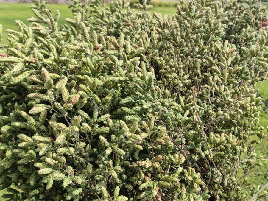 El orégano, protagonista del nuevo circuito turístico de aromáticas en San Carlos