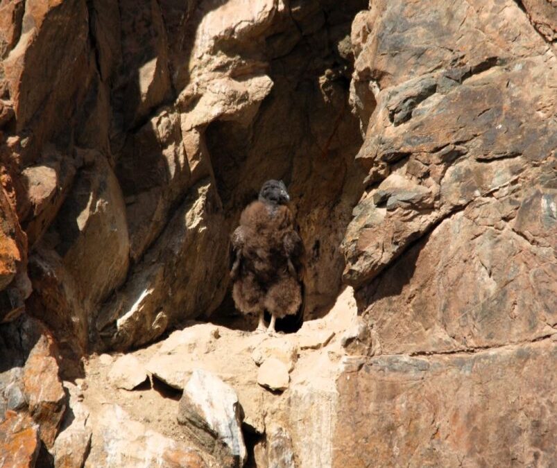 A seis meses de su nacimiento, el pichón de Tupungato se consolida como símbolo del éxito en la conservación del cóndor andino en Mendoza