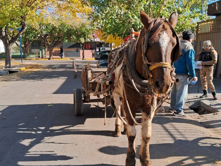 La Policía Rural rescató un equino utilizado para tracción a sangre