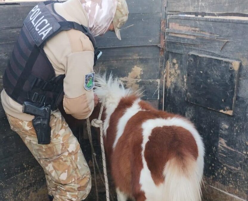 Ofrecía un caballo robado por redes sociales y fue detenido por la Policía