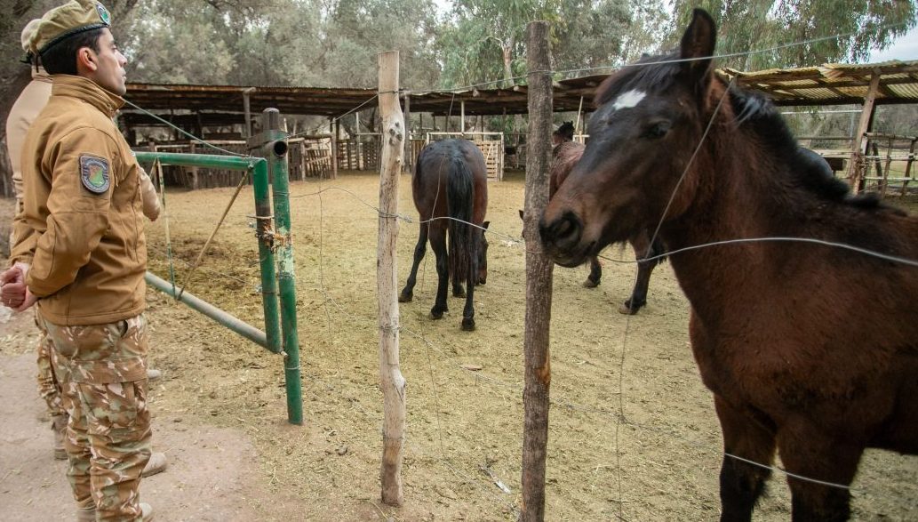 La Policía Rural recuperó animales sustraídos en un operativo contra el abigeato en San Carlos