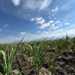 Martes con poco cambio de la temperatura en Mendoza