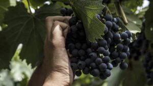 Nueva fecha: la adhesión al Fondo Compensador Agrícola comenzará el 25 de agosto para la temporada 2026/2027