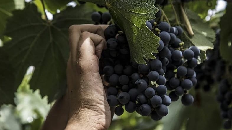 Nueva fecha: la adhesión al Fondo Compensador Agrícola comenzará el 25 de agosto para la temporada 2026/2027