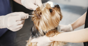 La Veterinaria Móvil se instala esta semana en Vista Flores: días, horarios y requisitos de atención