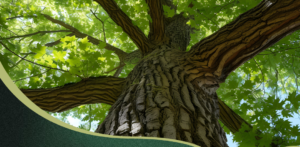 Semana del Árbol en Tunuyán: el Municipio entregará dos ejemplares forestales por familia