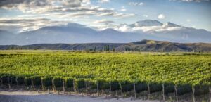 Un Malbec nacido en el Valle de Uco fue elegido como el mejor vino tinto del mundo