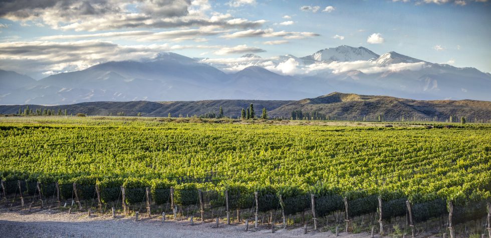 Un Malbec nacido en el Valle de Uco fue elegido como el mejor vino tinto del mundo